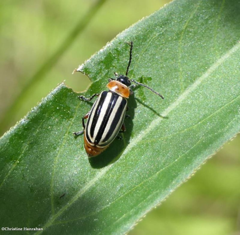Flea beetle (Disonycha procera), female