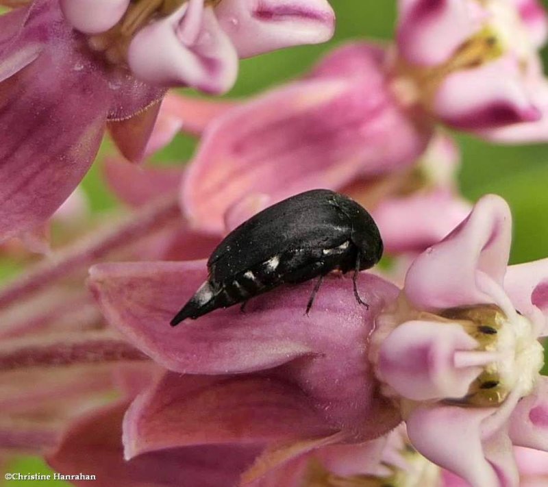 Tumbling flower beetle (Mordella)