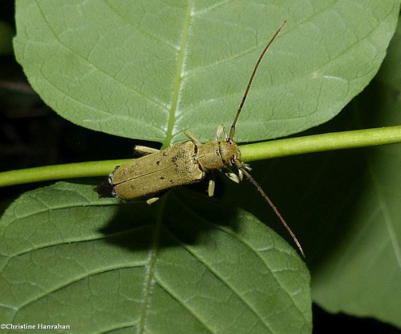Linden borer longhorn beetle  (Saperda vestita)