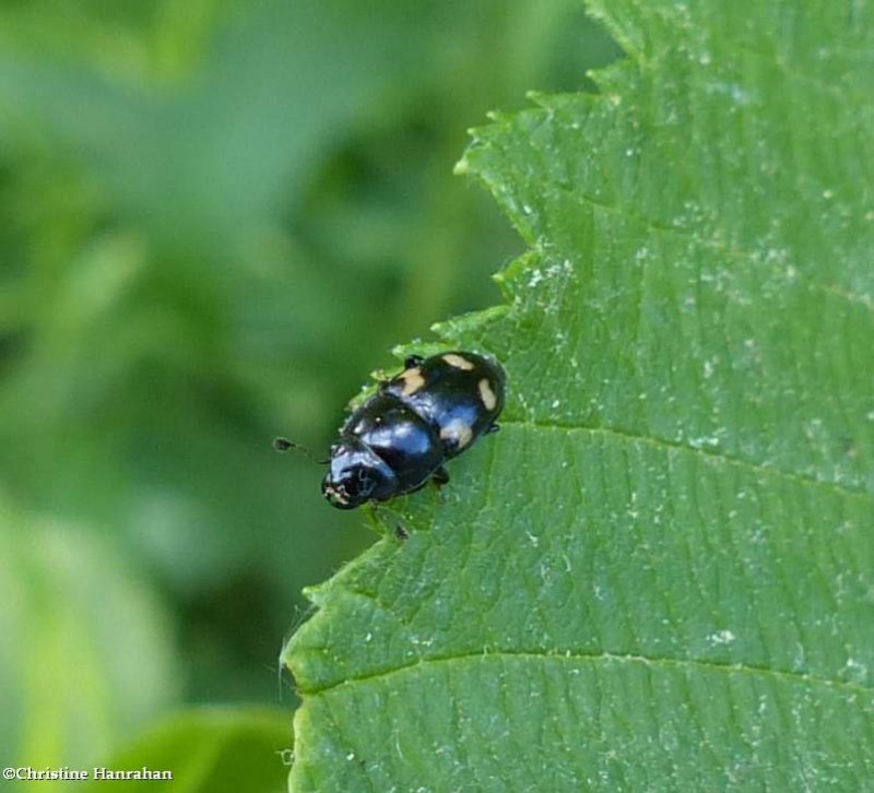 Four-spotted sap feeding beetle (Glischrochilus quadrisignatus)