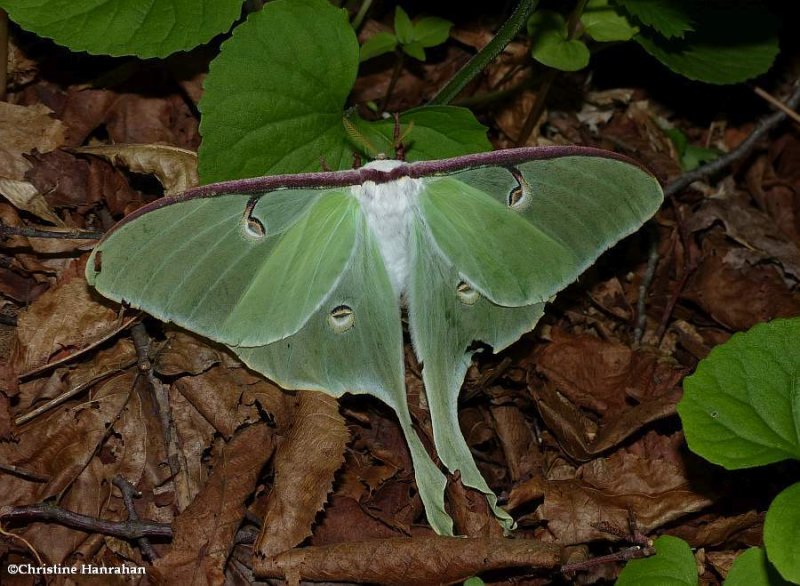 Luna moth (Actias luna), #7758