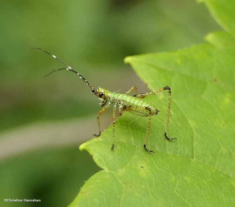 Looking into the abyss:  Katydid nymph (Scudderia sp.)