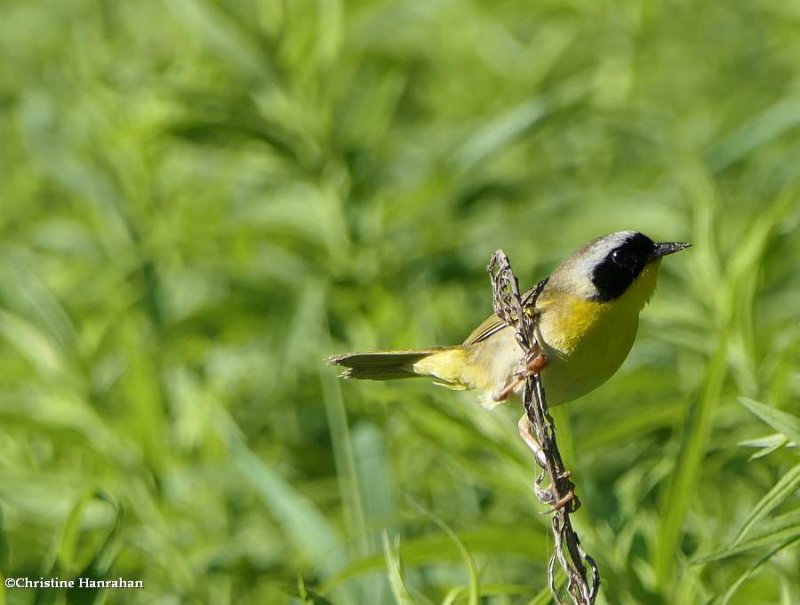 Common yellowthroat warbler