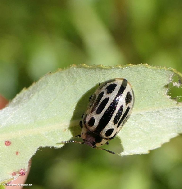 Cottonwood leaf beetle (<em>Chrysomela scripta</em>)