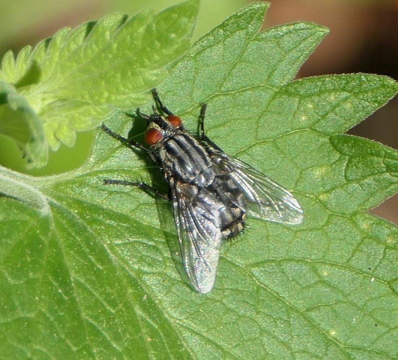 Flesh fly (Sarcophagidae) 