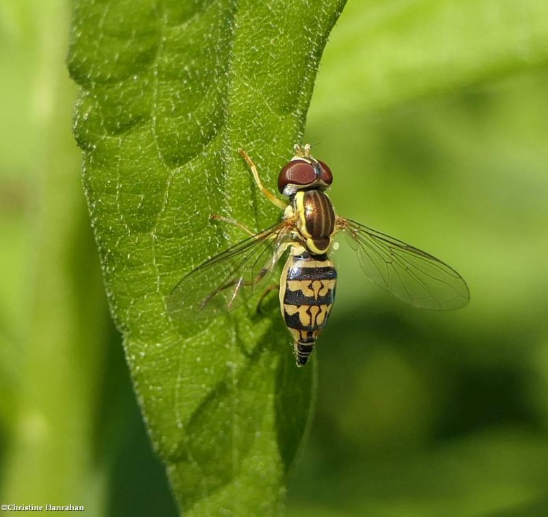 Hover fly (toxomerus geminatus)