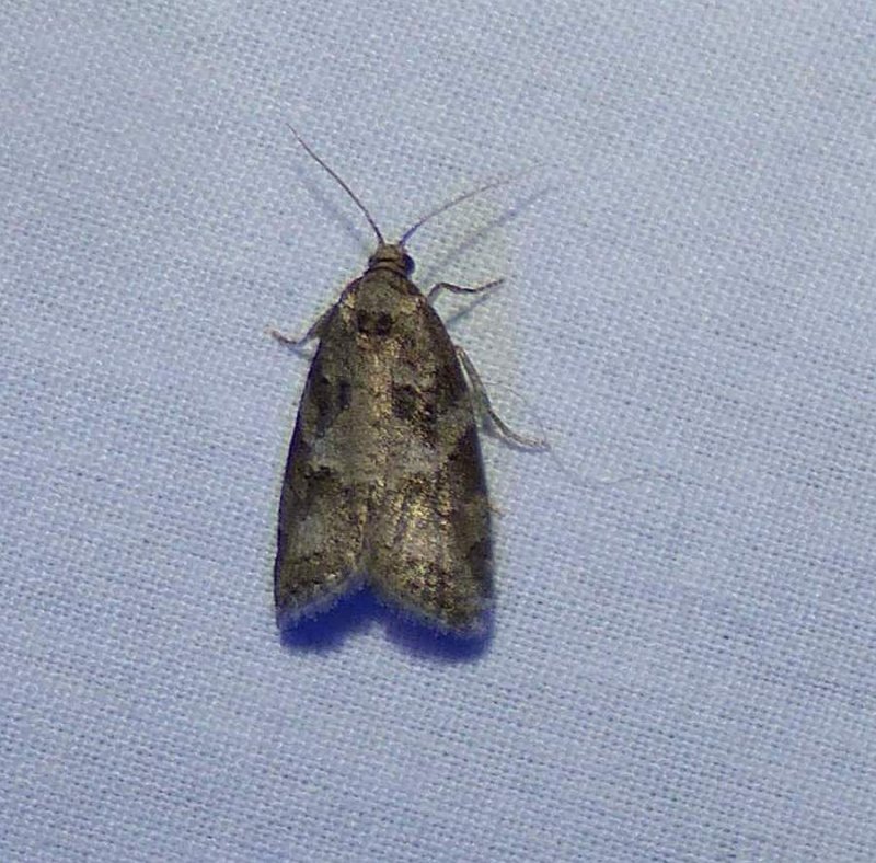 Gray tortrix  (Cnephasia stephensiana), #3567.1