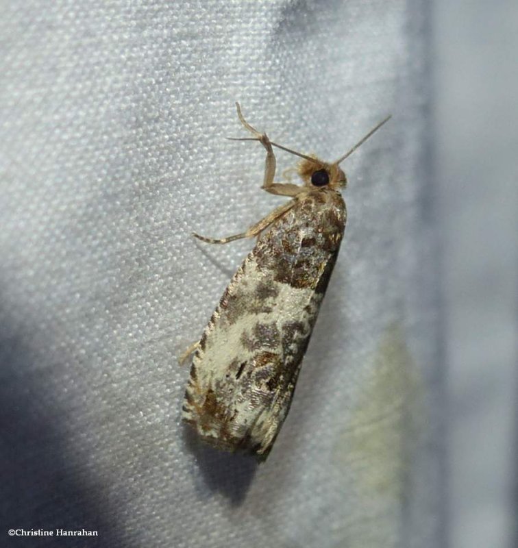 Tortricid moth (Notocelia rosaecolana), #3208