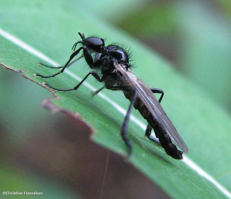 March fly (Bibio slossonae)