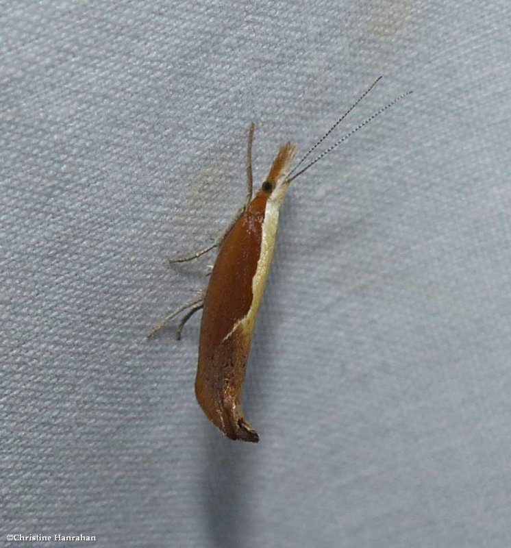Honeysuckle moth  (Ypsolopha dentella), #2375