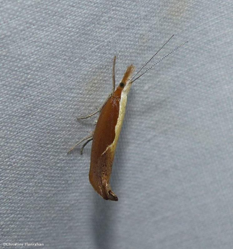 Honeysuckle moth (Ypsolopha dentella), #2375