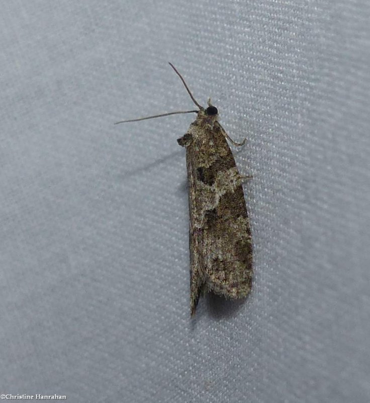 Gray tortrix  (Cnephasia stephensiana), #3567.1