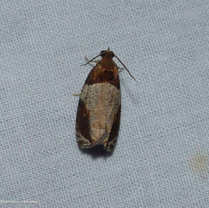Hydrangea leaftier moth  (Olethreutes ferriferana), #2827