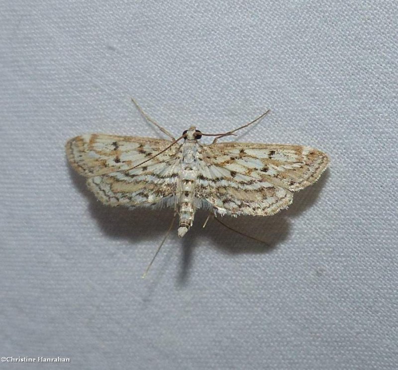 Watermilfoil Leafcutter moth  (Parapoynx allionealis), #4764