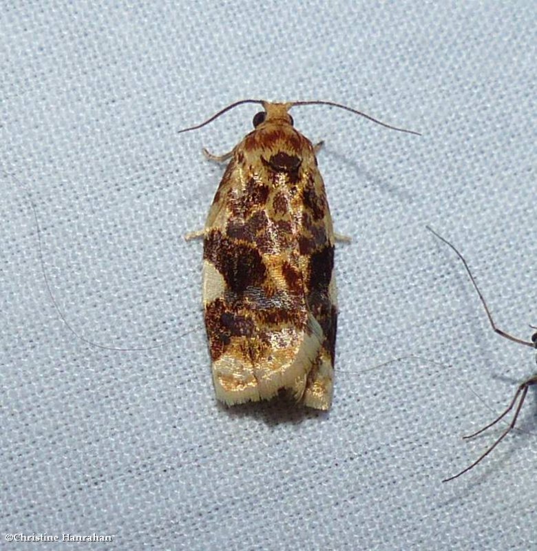 Fruit tree leafroller moth (Archips argyrospila), #3648
