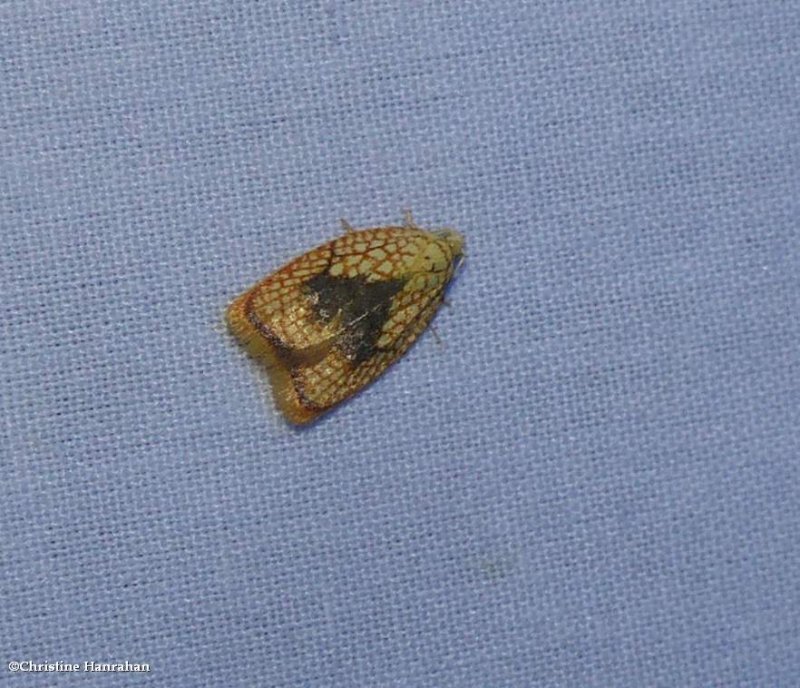 Maple leaftier moth (Acleris forsskaleana), #3501