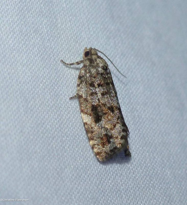 Spruce budworm moth? (Choristoneura fumiferana), #3638