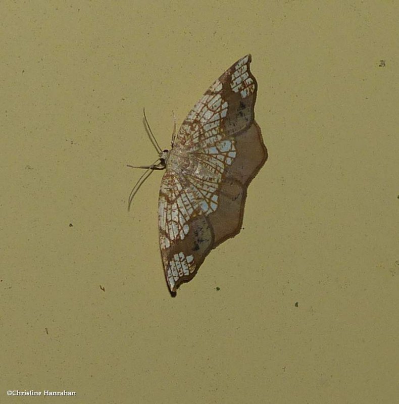Horned spanworm moth  (<em>Nematocampa resistaria<?em>), #7010