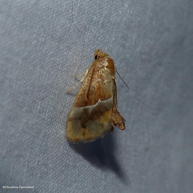 Yellow-shouldered slug moth (Lithacodes fasciola), #4665