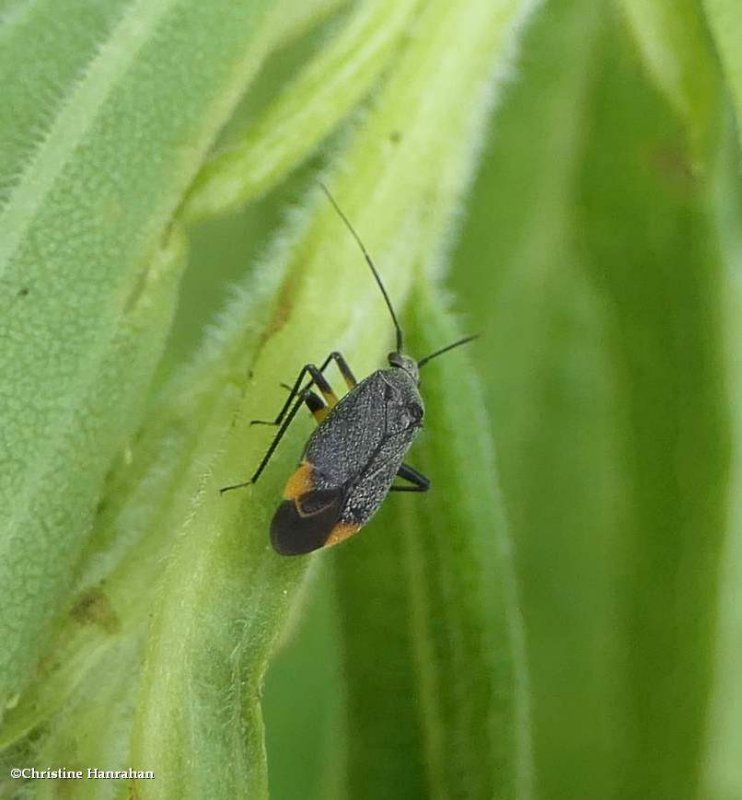 Plant bug (Polymerus venaticus)