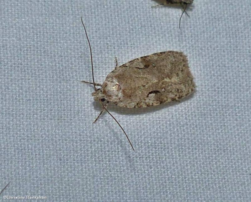 Curve lined agnopterix moth (Agonopterix curvilineella), #0859