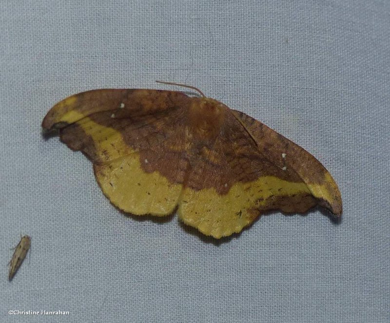 Rose hooktip moth (Oreta rosea), #6255