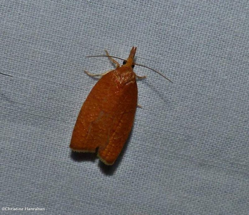 Chokecherry leafroller moth   (Cenopis directana), #3722