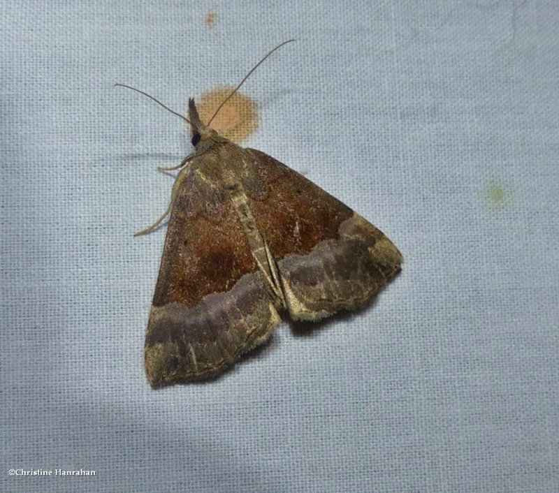 Gray-edged snout moth (Hypena madefactalis), #8447