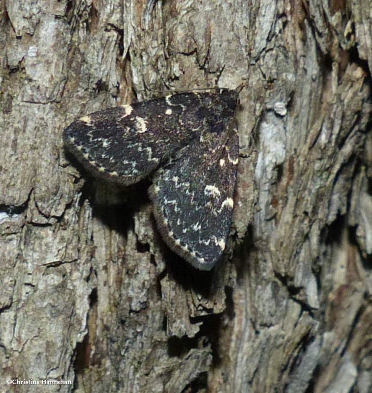Smoky idia moth (Idia scobialis), #8330