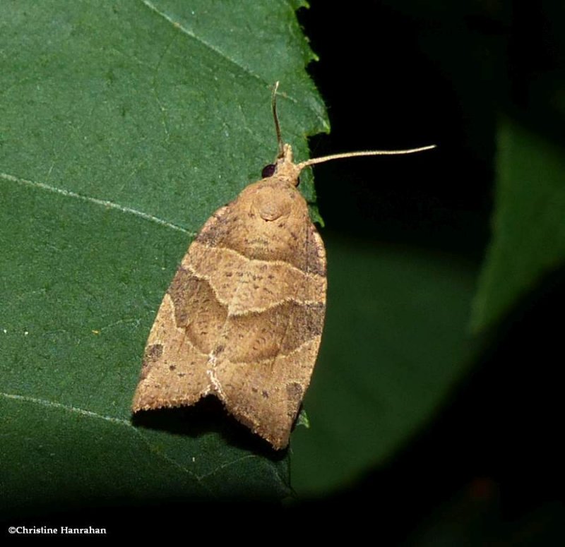 Woodgrain leafroller moth (Pandemis lamprosana), #3593