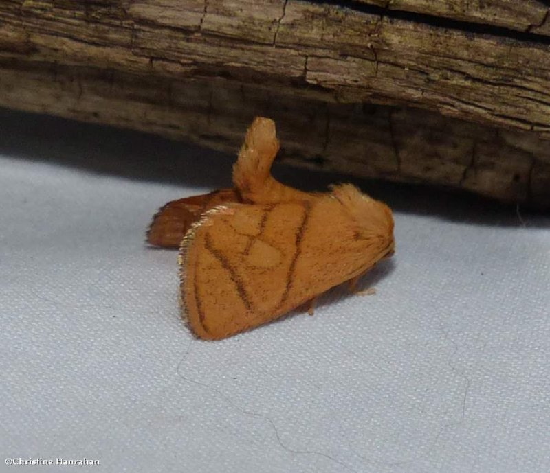 Yellow-collared slug moth  (Apoda y-inversum), #4667