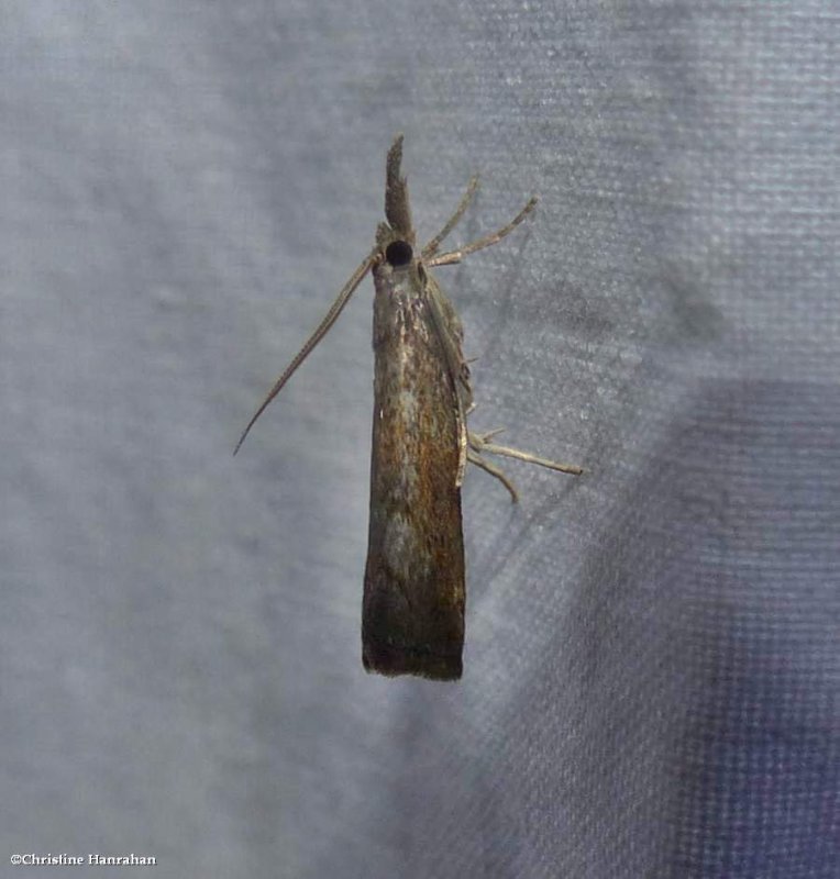 Mottled grass-veneer moth (Neodactria luteolellus), #5379