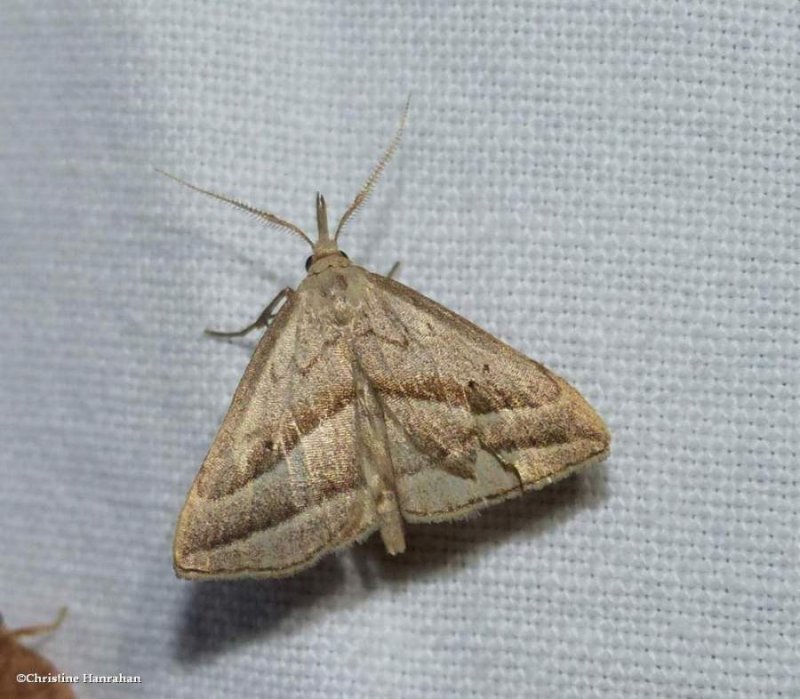 Slant-lined owlet moth (Macrochilo absorptalis), #8357