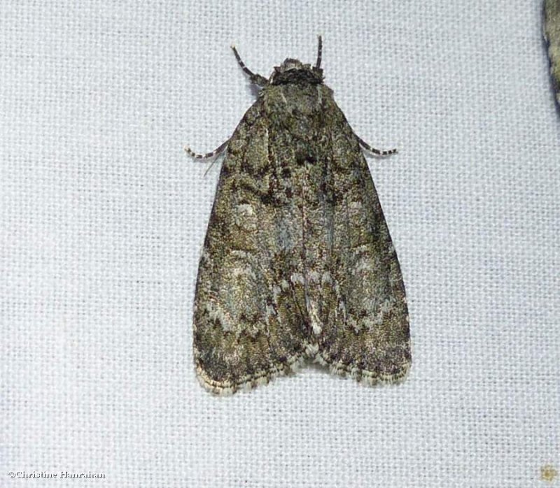 Maple dagger moth  (Acronicta retardata), #9251