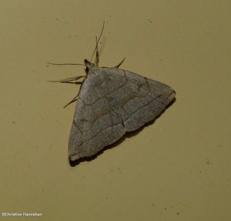 Early fan foot moth  (Zanclognatha cruralis),#8351