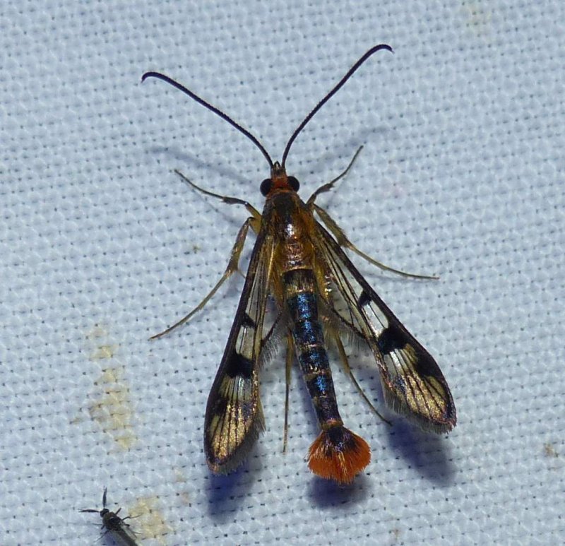 Maple callus borer moth (Synanthedon acerni), #2554