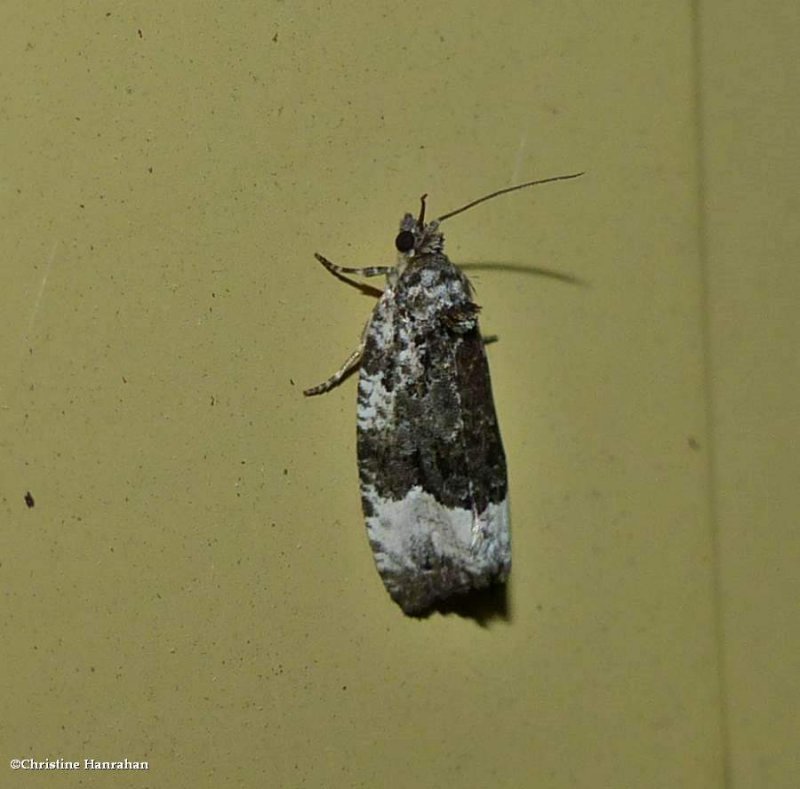 Sallow apotomis moth (Apotomis capreana), #2753