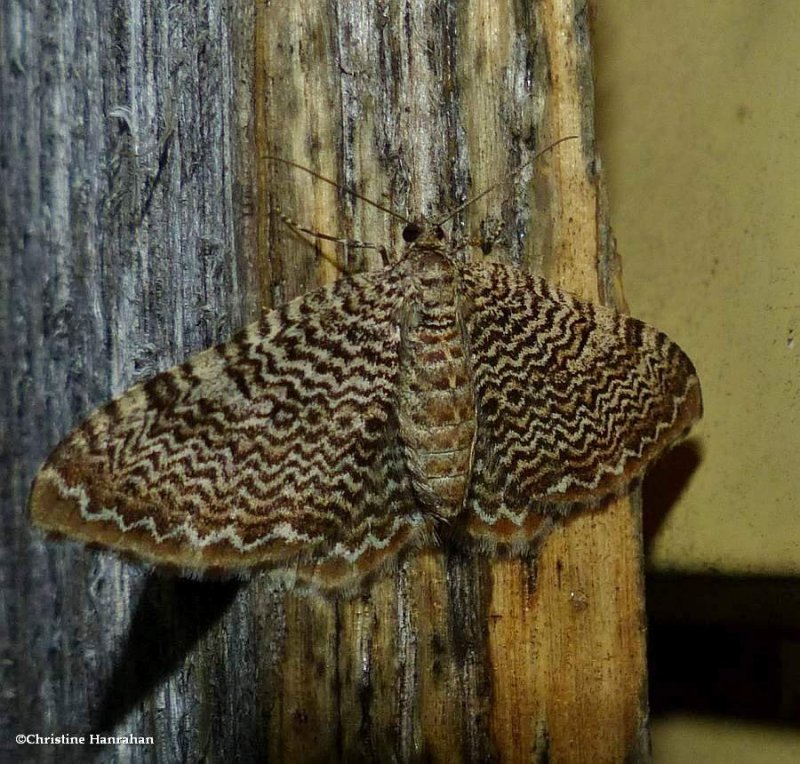 Cherry scallop shell moth (Rheumaptera prunivorata), #7292