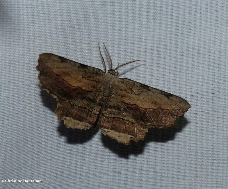 Common lytrosis moth  (Lytrosis unitaria), #6720