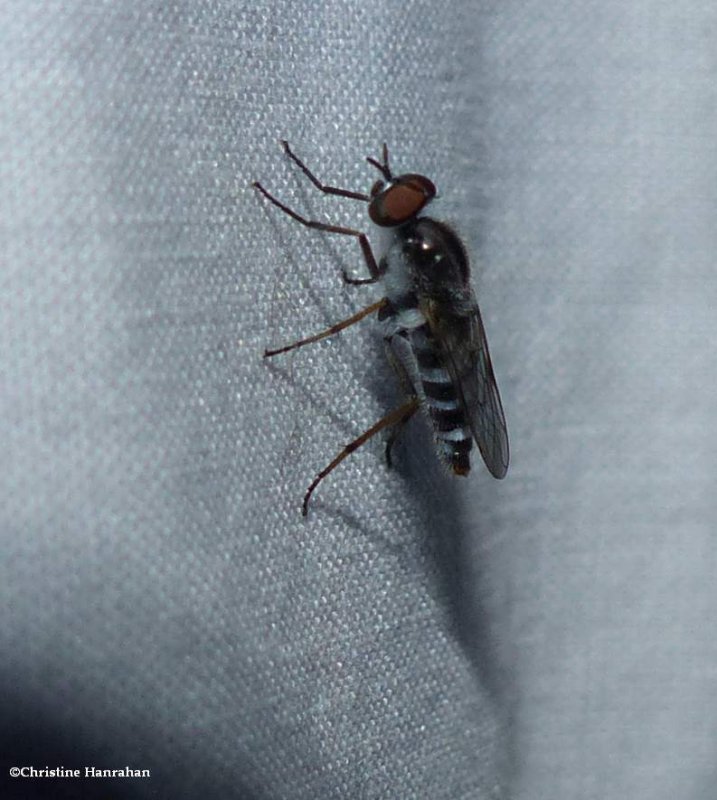 Stiletto fly (Therividae)