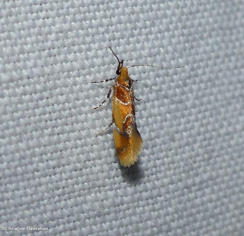 Orange-headed epicallima moth  (Epicallima argenticinctella), #1046