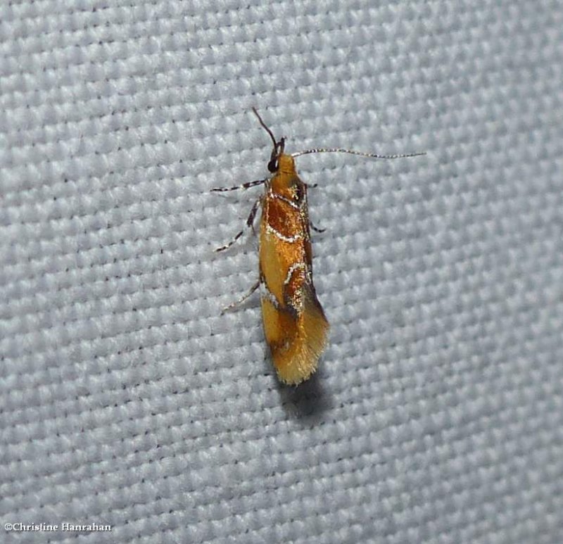 Orange-headed epicallima moth (Epicallima argenticinctella), #1046