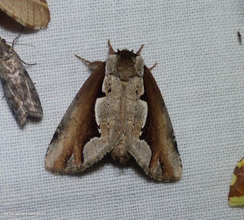 Double-toothed prominent moth (Nerice bidentata), #7929