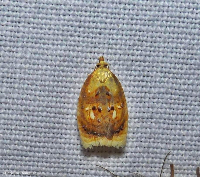 Blueberry leaftier moth  (Acleris curvalana), #3504 