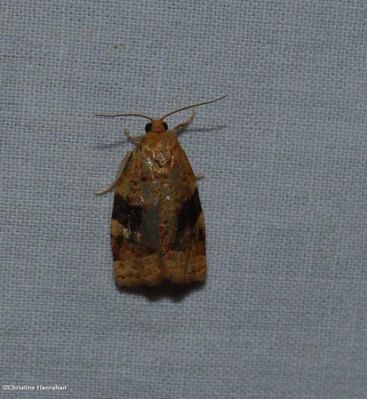 Tortricid moth