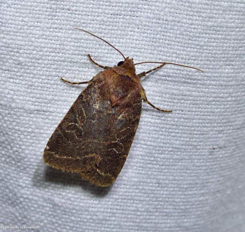 Cynical quaker moth (Orthodes cynica), #10597