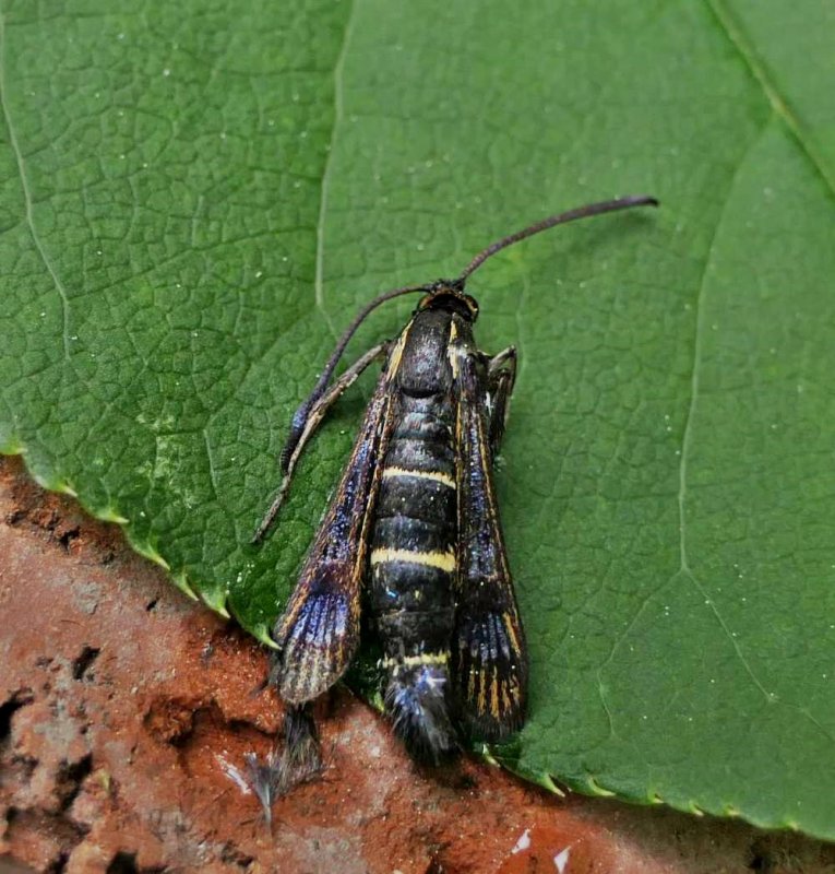 Currant clearwing moth  (Synanthedon tipuliformis), #2553