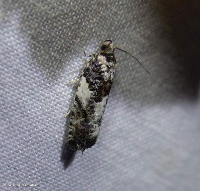 Tortricid moth (Gypsonoma adjuncta), #3229