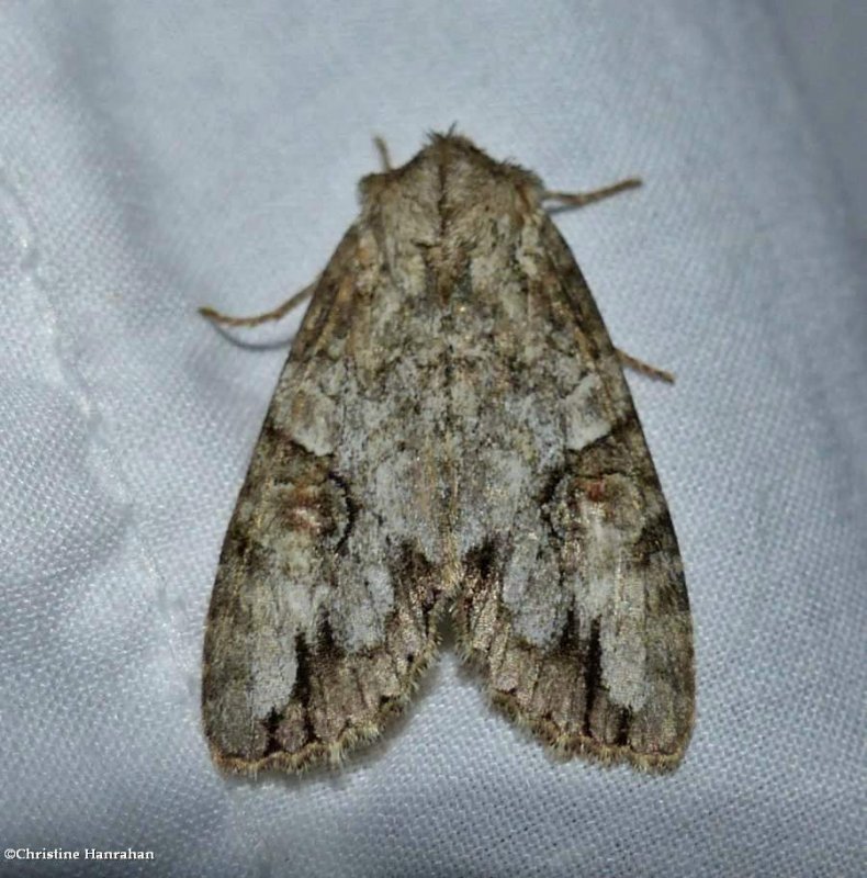 Fluid arches moth (Morrisonia latex),  #10291