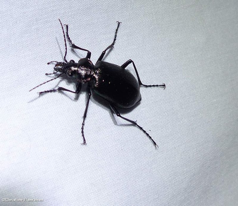 Ground beetle (Calosoma frigidum)